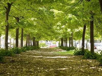 Qui a fare da spartitraffico ci sono aiuole con alti alberi che consentono fresche passeggiate anche nei giorni di calore pi� intenso